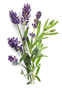 doterra-poweroele.de Lavendel 2