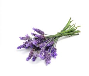 doterra-poweroele.de Lavender 2