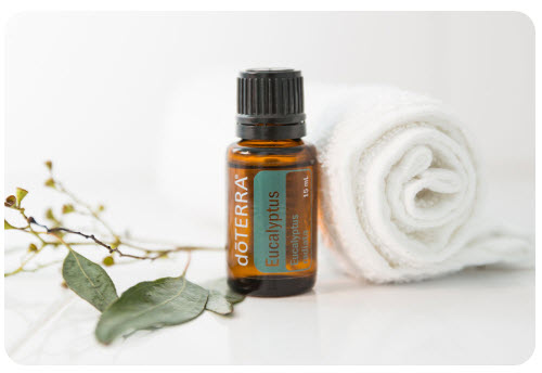 eucalyptus