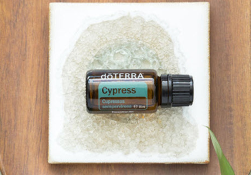 Cypress doTERRA Cypress Produkt des Monats Januar 2021