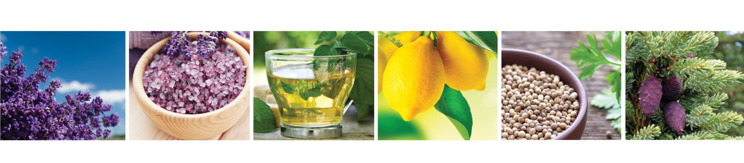 doterra Ole für Beginner doTERRA Öle für Beginner